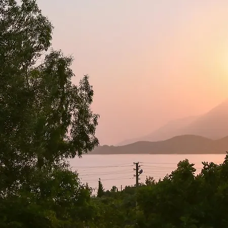 Kaktus Cakil Kaş