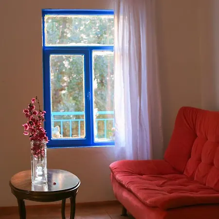 Kaktus Cakil Kaş